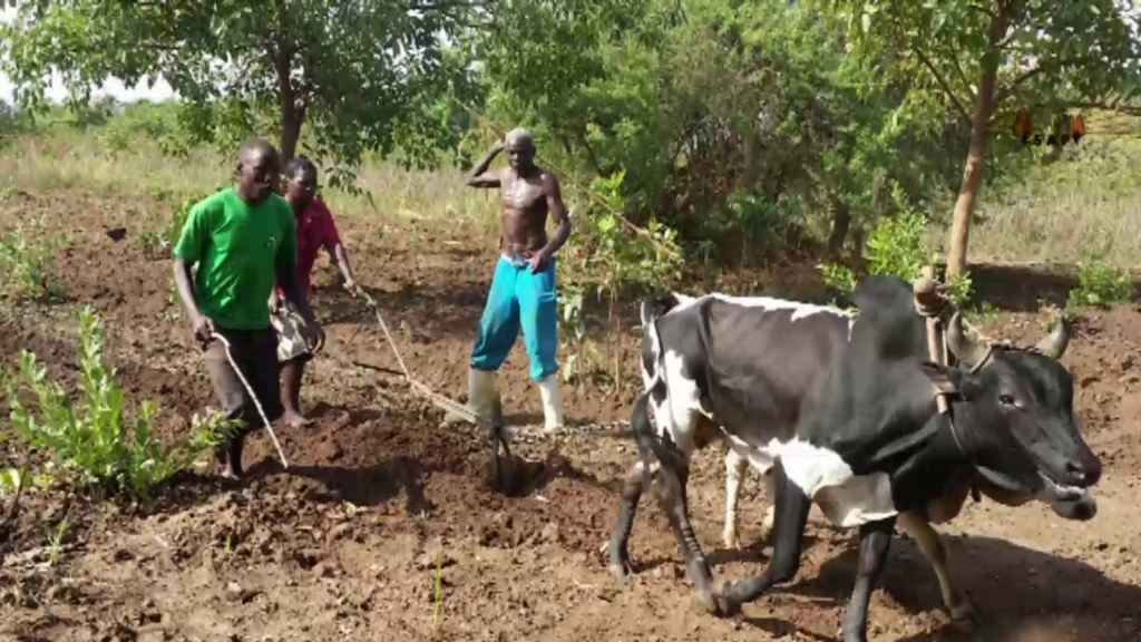 17 April: Peasants in Uganda demand implementation of agrarian reforms