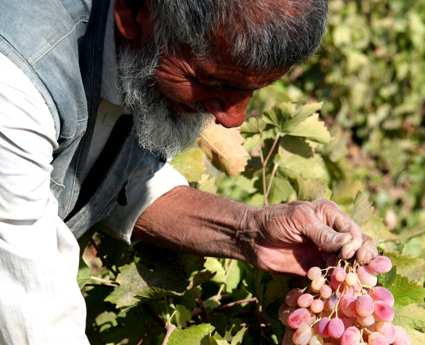 Pakistan: Peasant organisations pledge to push back against Industrial Farming