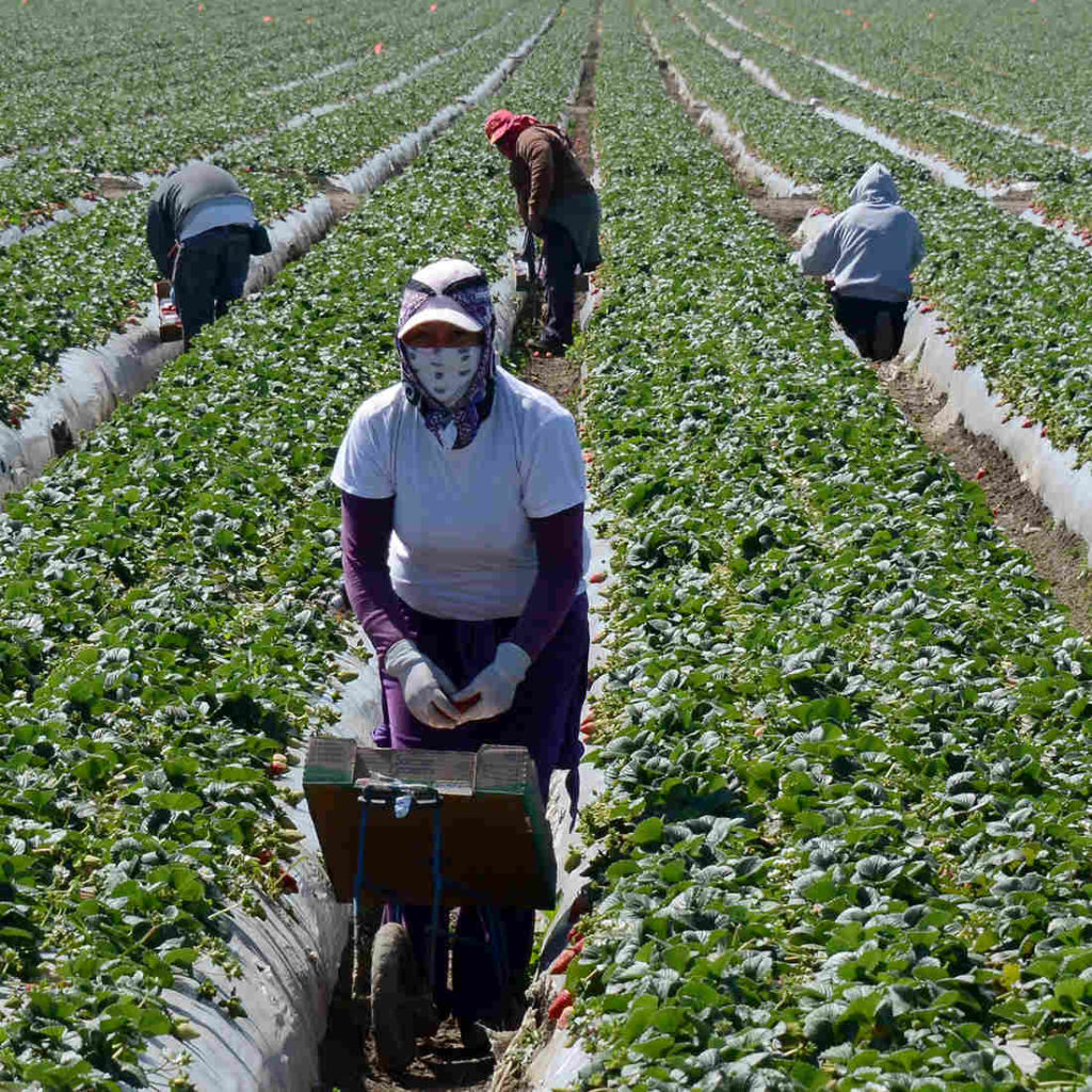 Migrant Farmworkers: Organising and Resisting Before, During and After COVID-19