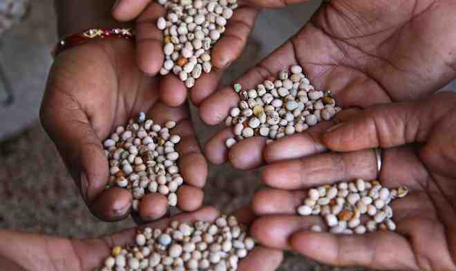 A new Guide to advance Peasants’ and Indigenous Peoples’ Right to Seeds