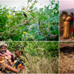 India: Peasant Agroecological practices (ZBNF) are advancing the struggle for Food Sovereignty