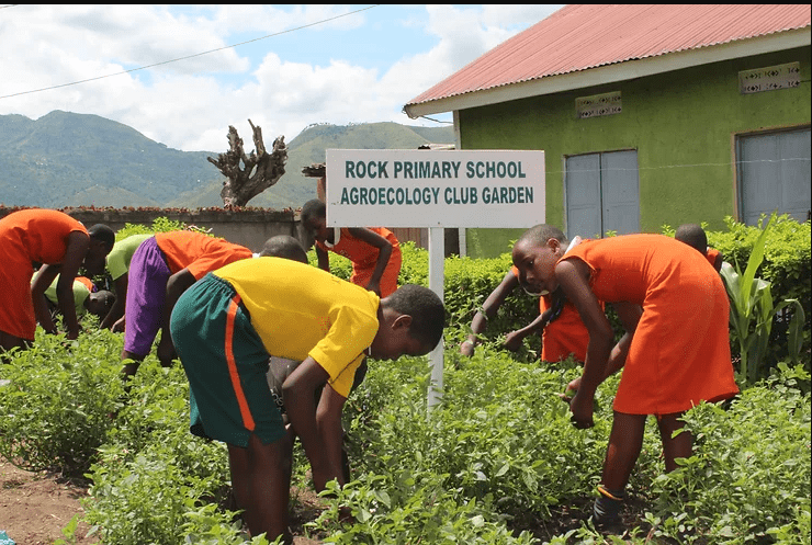 Agroecology Clubs: ESAFF Uganda makes efforts to integrate agroecology in school curriculum