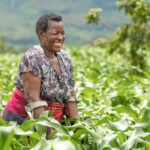 Harnessing diversity for agricultural resilience – IFAD Podcast (Episode 61)