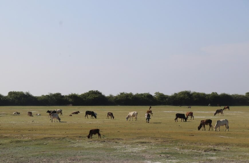 An open ground showing cattle grazing.