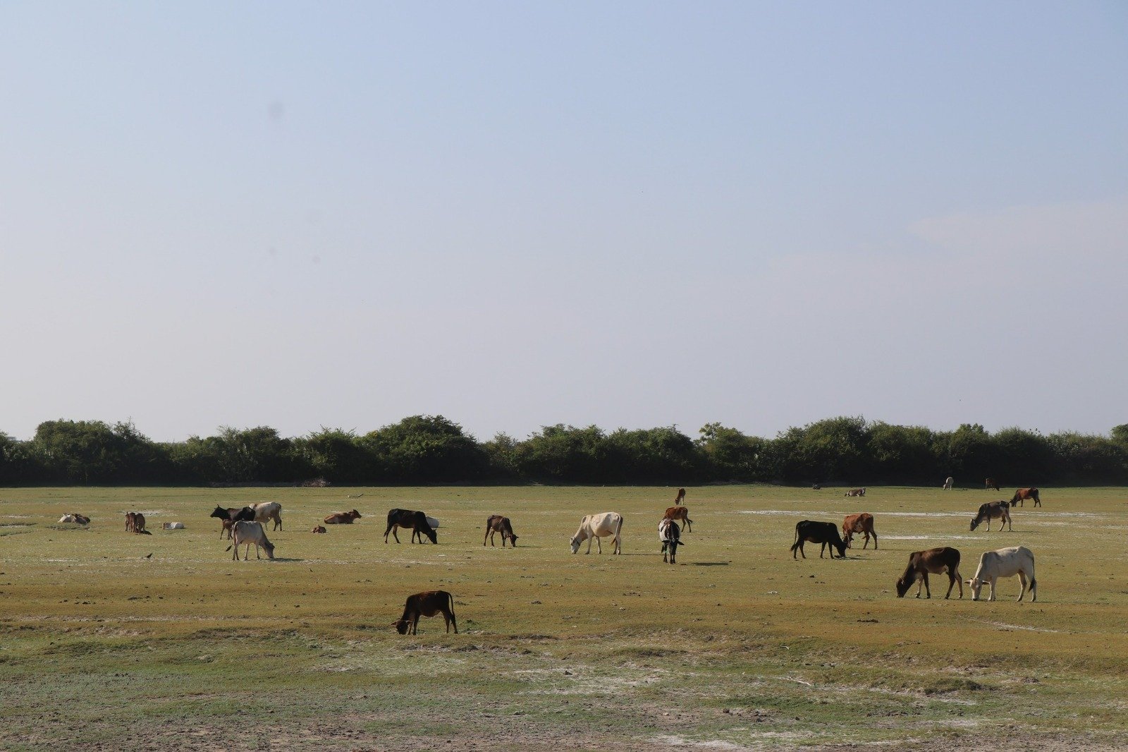 An open ground showing cattle grazing.