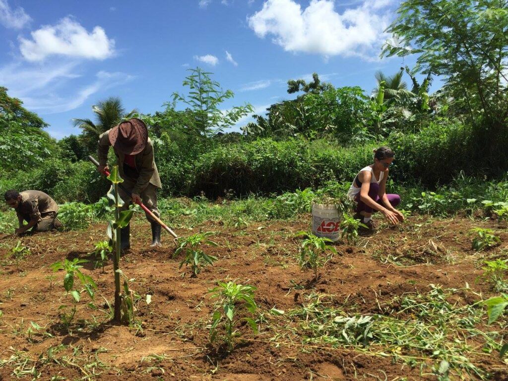 Podcast: Peasant Agroecology Cools Down the Planet