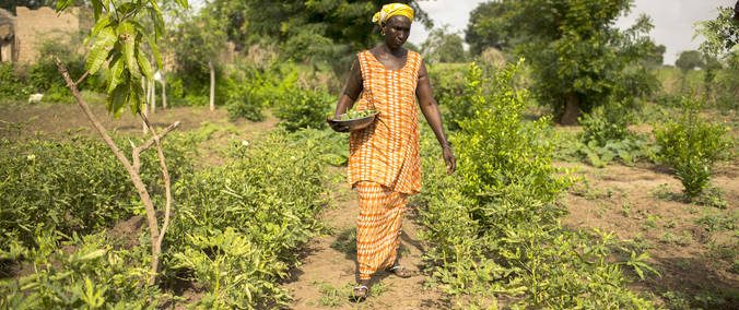 La FAO aplaude una resolución histórica de la ONU que consagra los derechos de lxs campesinxs y los trabajadores rurales