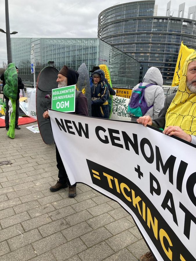 ECVC celebra el bloqueo de la desregulación de los OGM-NTG por parte del Consejo de la UE,y condena la aprobación apresurada de una propuesta incoherente e inaplicable del Parlamento Europeo