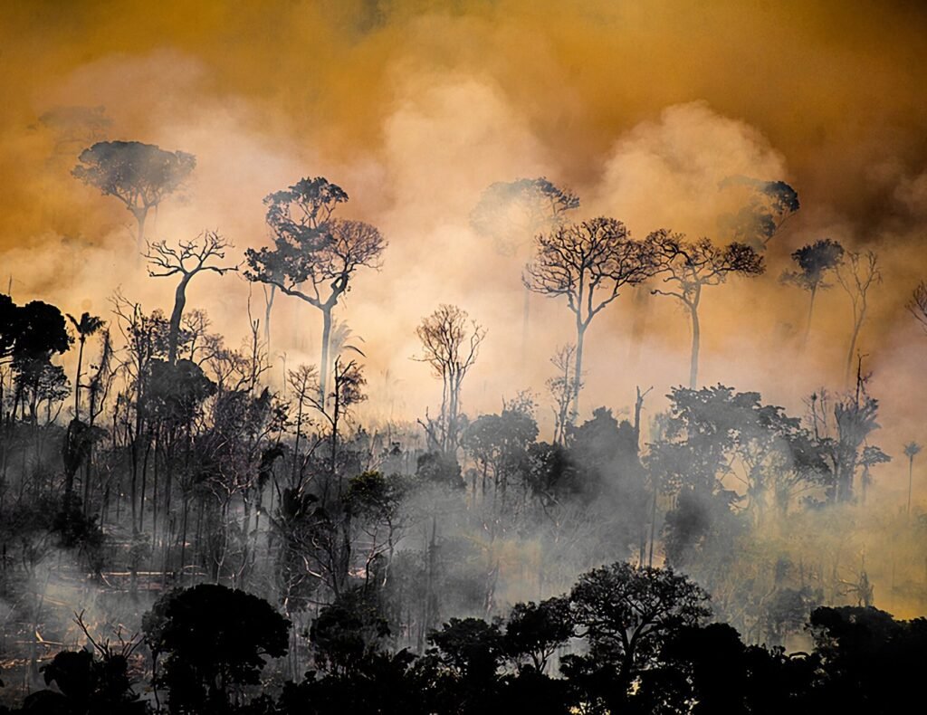 Brasil: Crisis Ambiental – ¿Cuánto tiempo hay que esperar para empezar a hacer cambios?