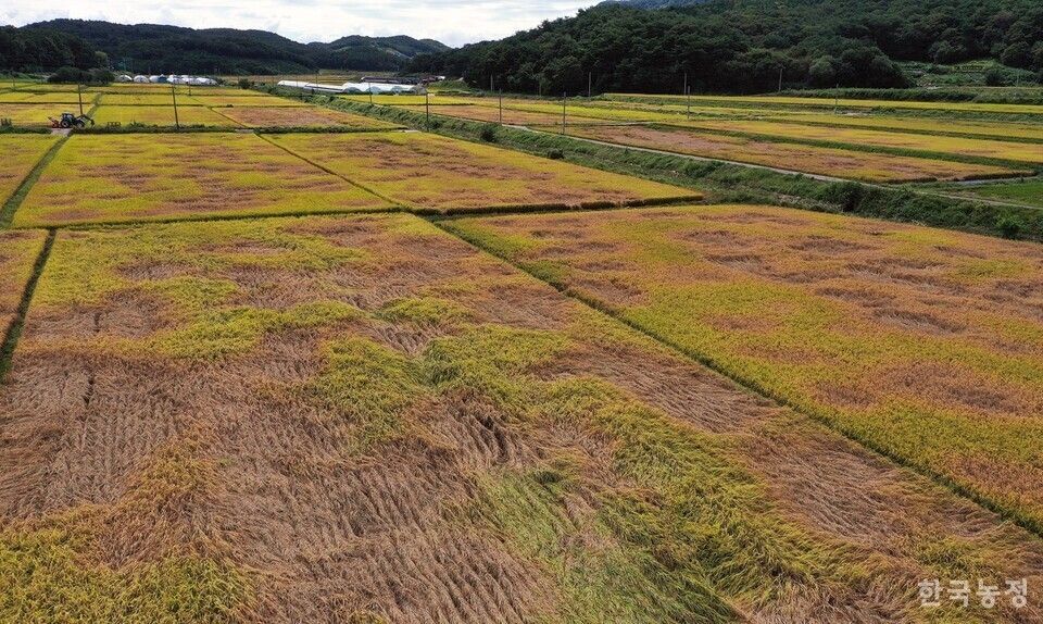 La plaga de la cigarra marrón ha puesto de manifiesto la vulnerabilidad del sector agrícola de Corea del Sur a las condiciones climáticas extremas.