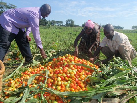 Construire une révolution paysanne en Afrique
