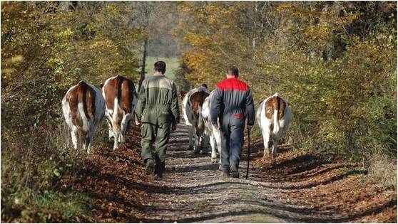 France : crise de l’élevage : Non-assistance à paysans en danger