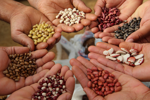 Rome : Droit des agriculteurs et utilisation durable des semences