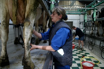 France : Les producteurs laitiers ne sont pas les banquiers de Lactalis !