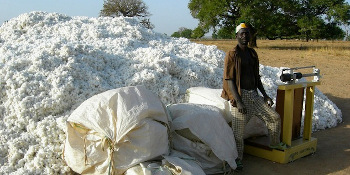 Burkina Faso : abandon du coton Bt transgénique