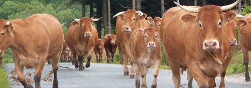 France : Viande bovine, Répéter les mêmes erreurs…