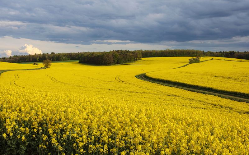 France : Le Conseil d’Etat interroge la légalité de la culture des OGM cachés