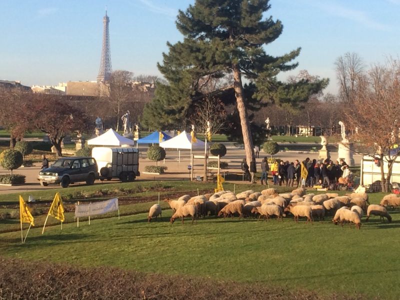 Action Loups : Sans réponse du ministère de l’Environnement, on reste aux Tuileries !