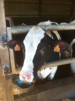 France : Bouclage électronique des bovins – attention aux dérives