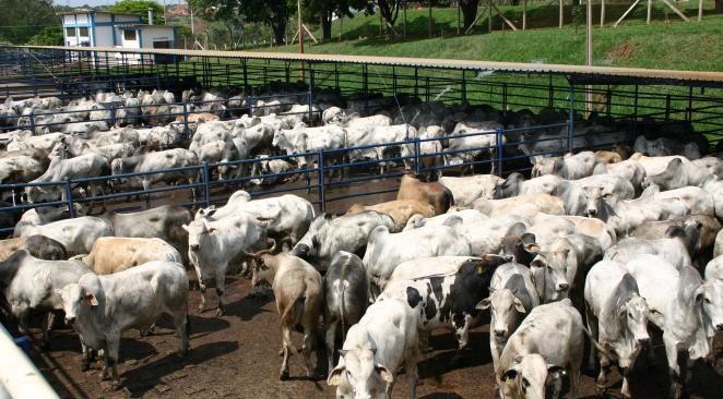 Communiqué du MODEF : Mercosur, un tir mortel pour les éleveurs français