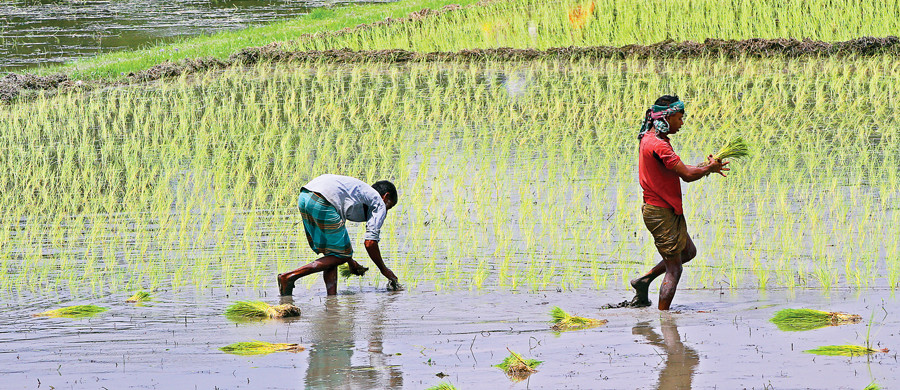 Bangladesh : Les travailleur·se·s agricoles perdent toute source de revenu alors que les cas de COVID-19 s’envolent