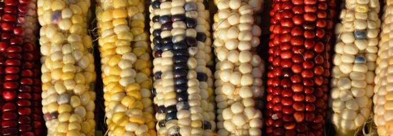 En Italie et en France, victoires dans la lutte contre la dérégulation des OGM