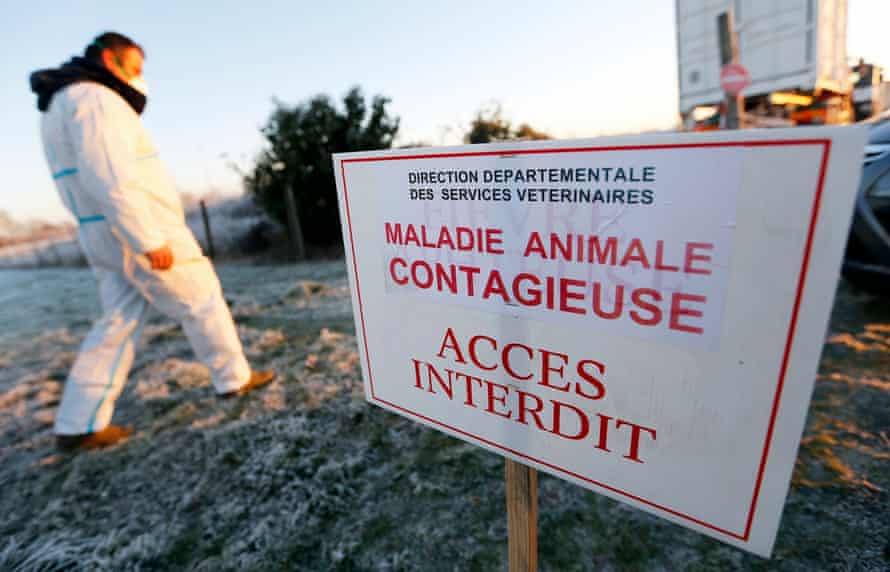 Influenza aviaire : les abattages préventifs jugés disproportionnés
