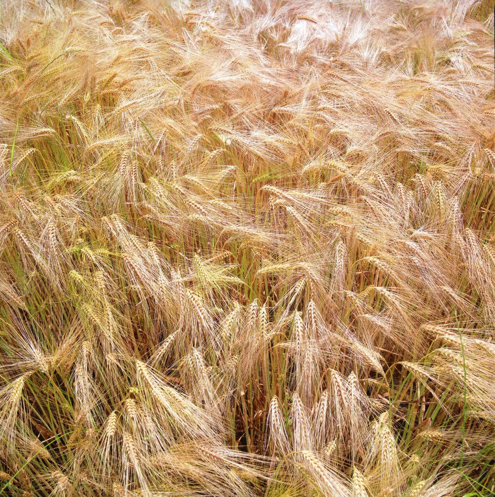 Canada : “Fermier·ères, prenez garde à l’Accord sur l’utilisation de variétés de semences (AUVS)”